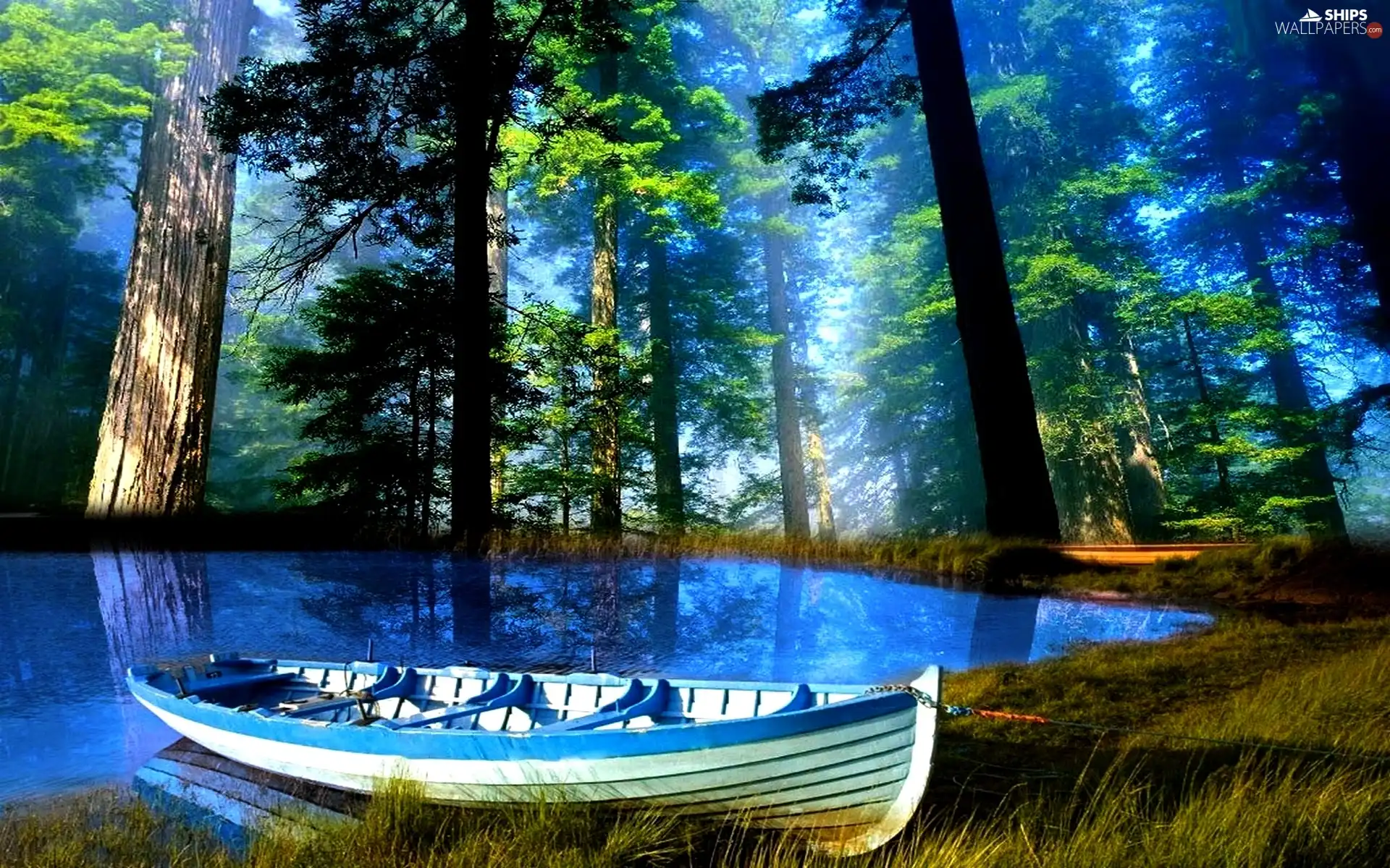 Boat, forest, lake