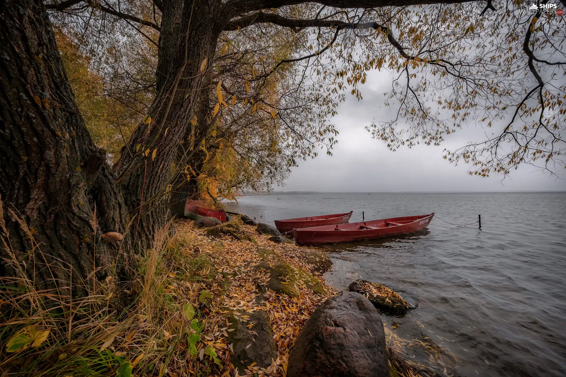 viewes, boats, lake, trees, autumn