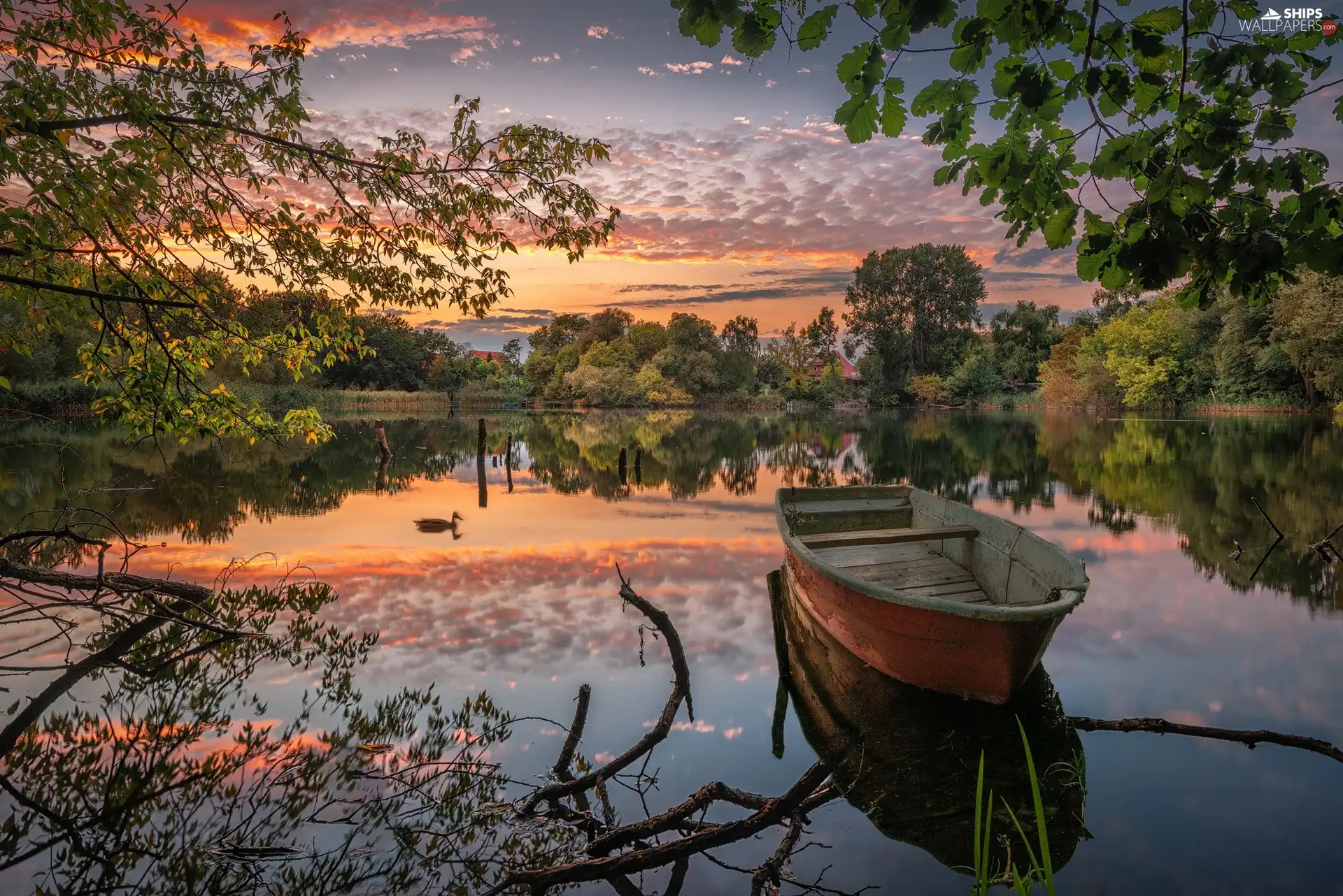 duck, trees, reflection, viewes, clouds, Boat, lake, Great Sunsets