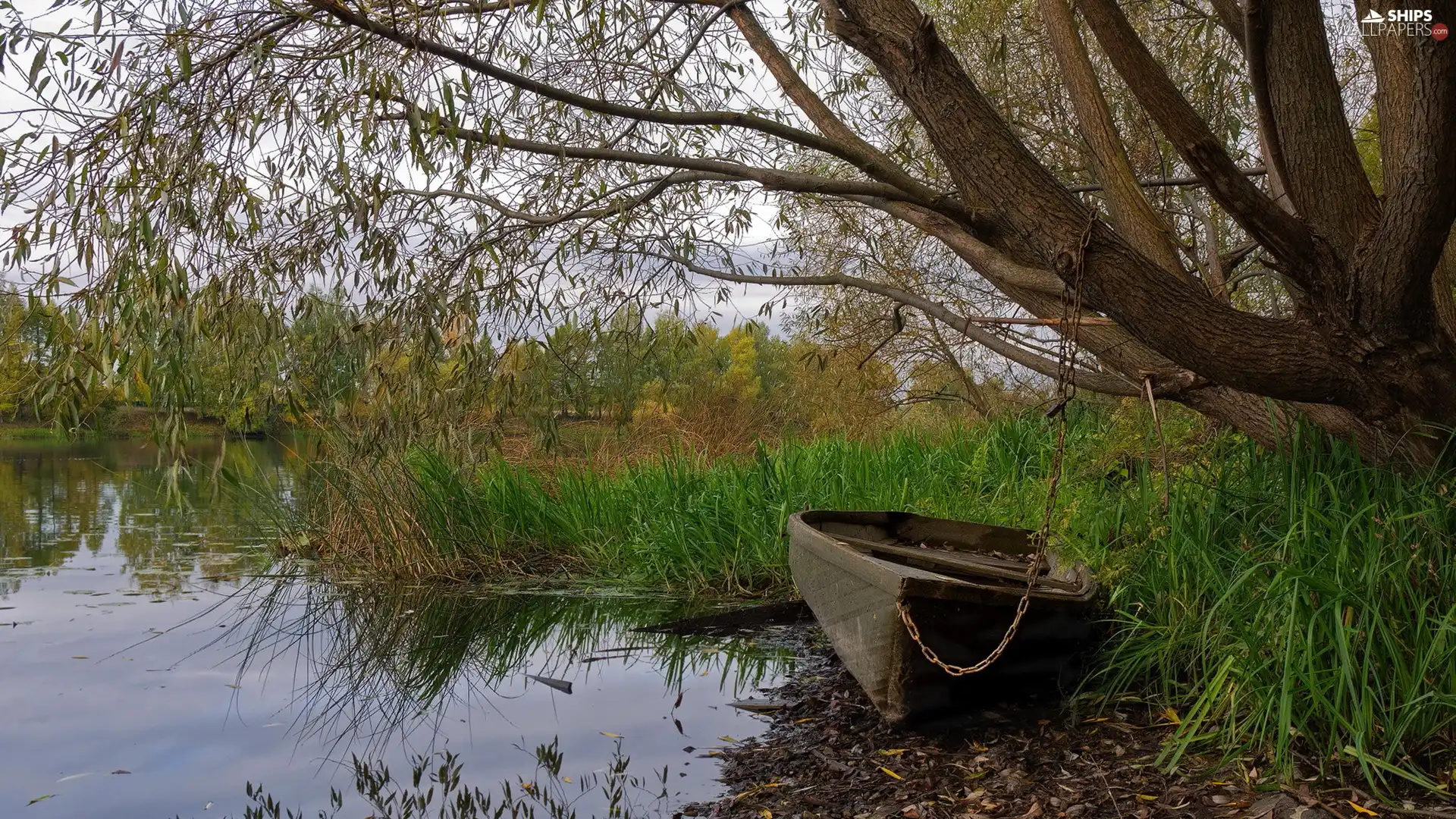 lake, Boat, trees, Willow, rushes, coast
