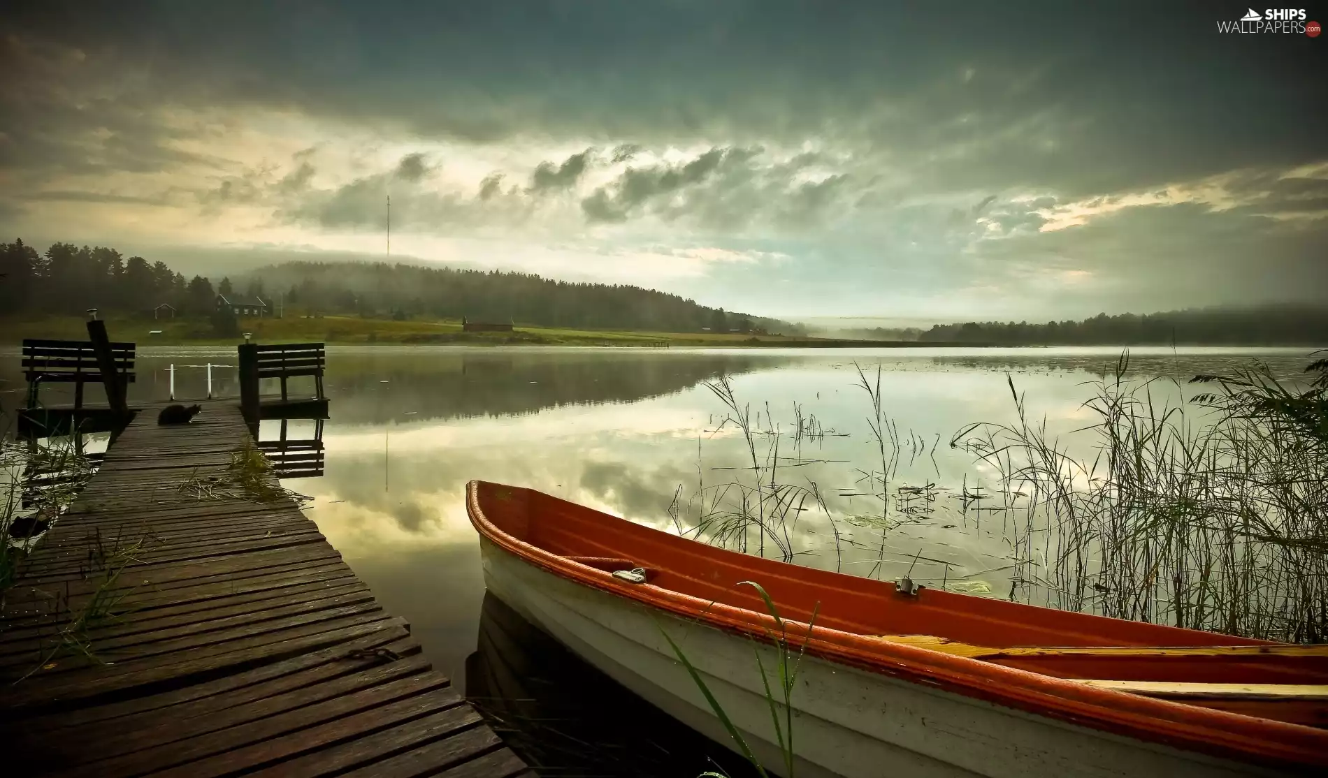 cat, bath-tub, lake, Platform