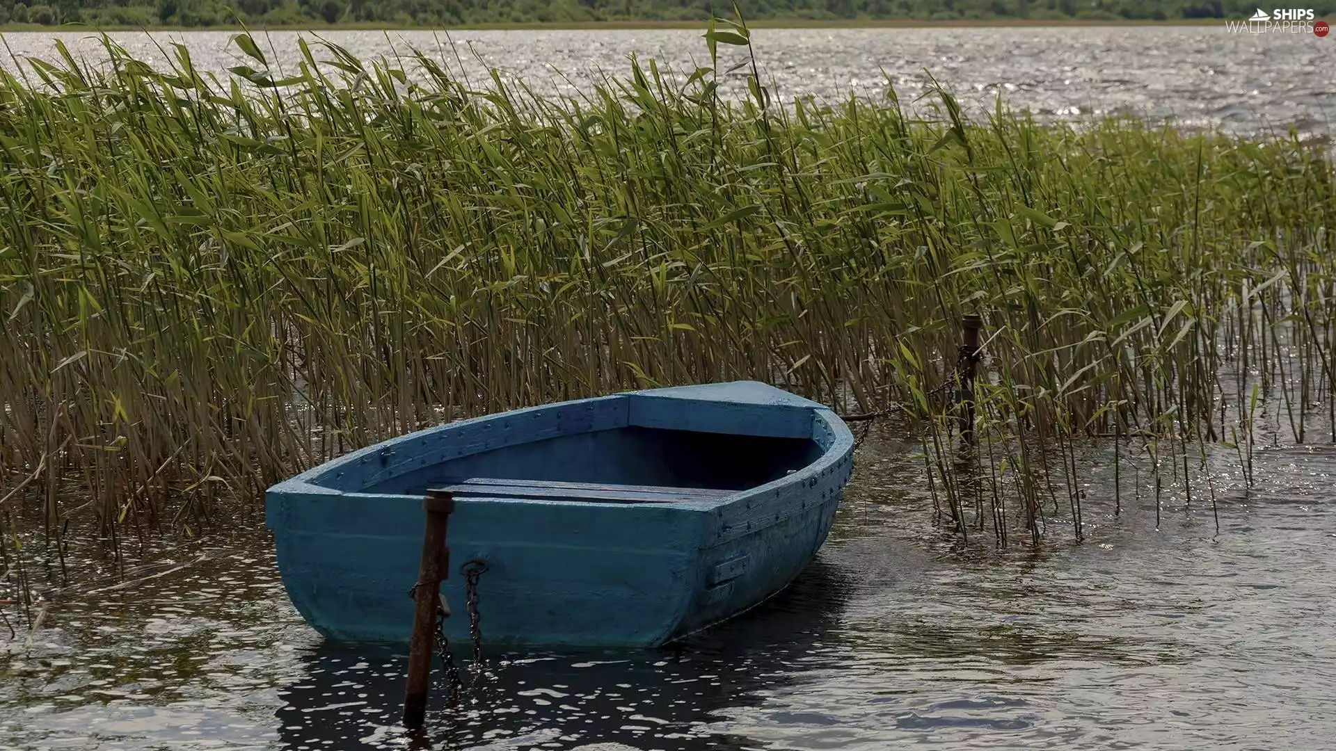 Blue, lake, cane, Boat
