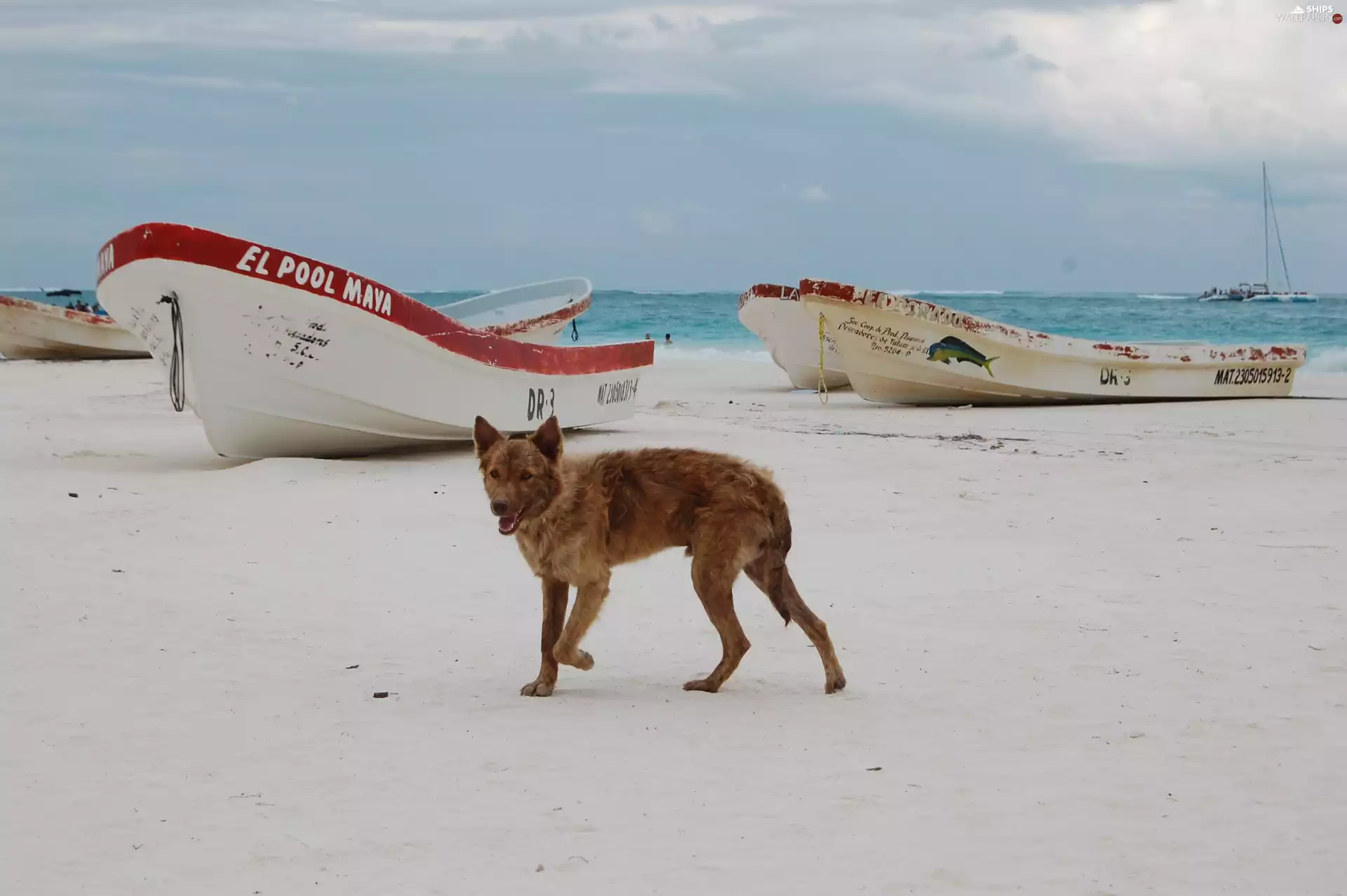 boats, Beaches, dog