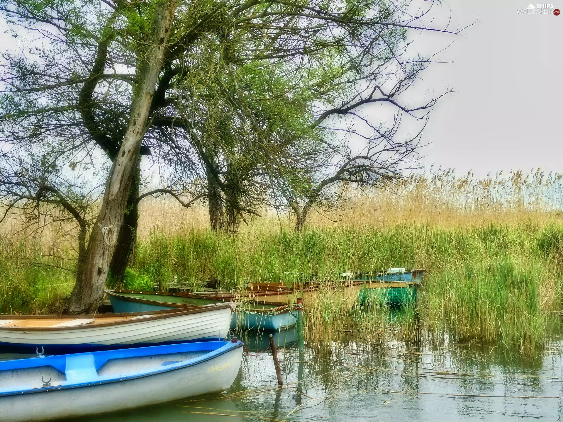 lake, rushes, trees, boats