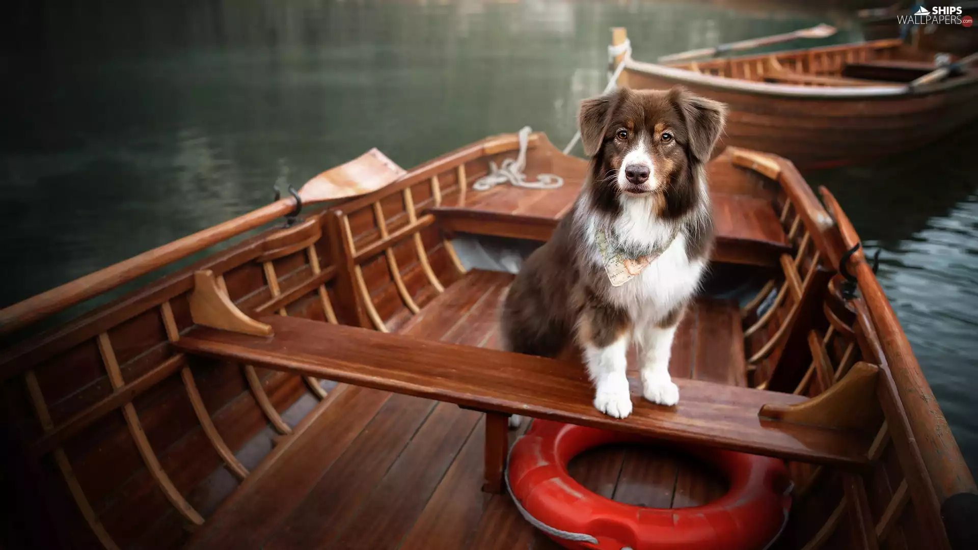 dog, Australian Shepherd, boats, Brown and white