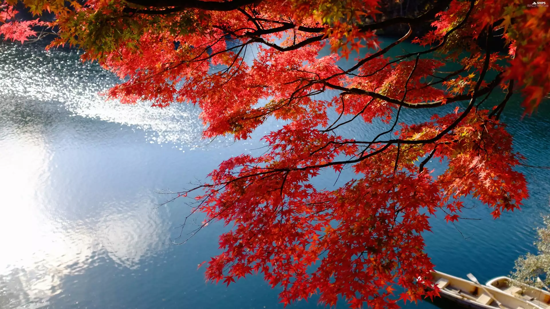 boats, japanese, autumn, branch, maple, lake, Japan