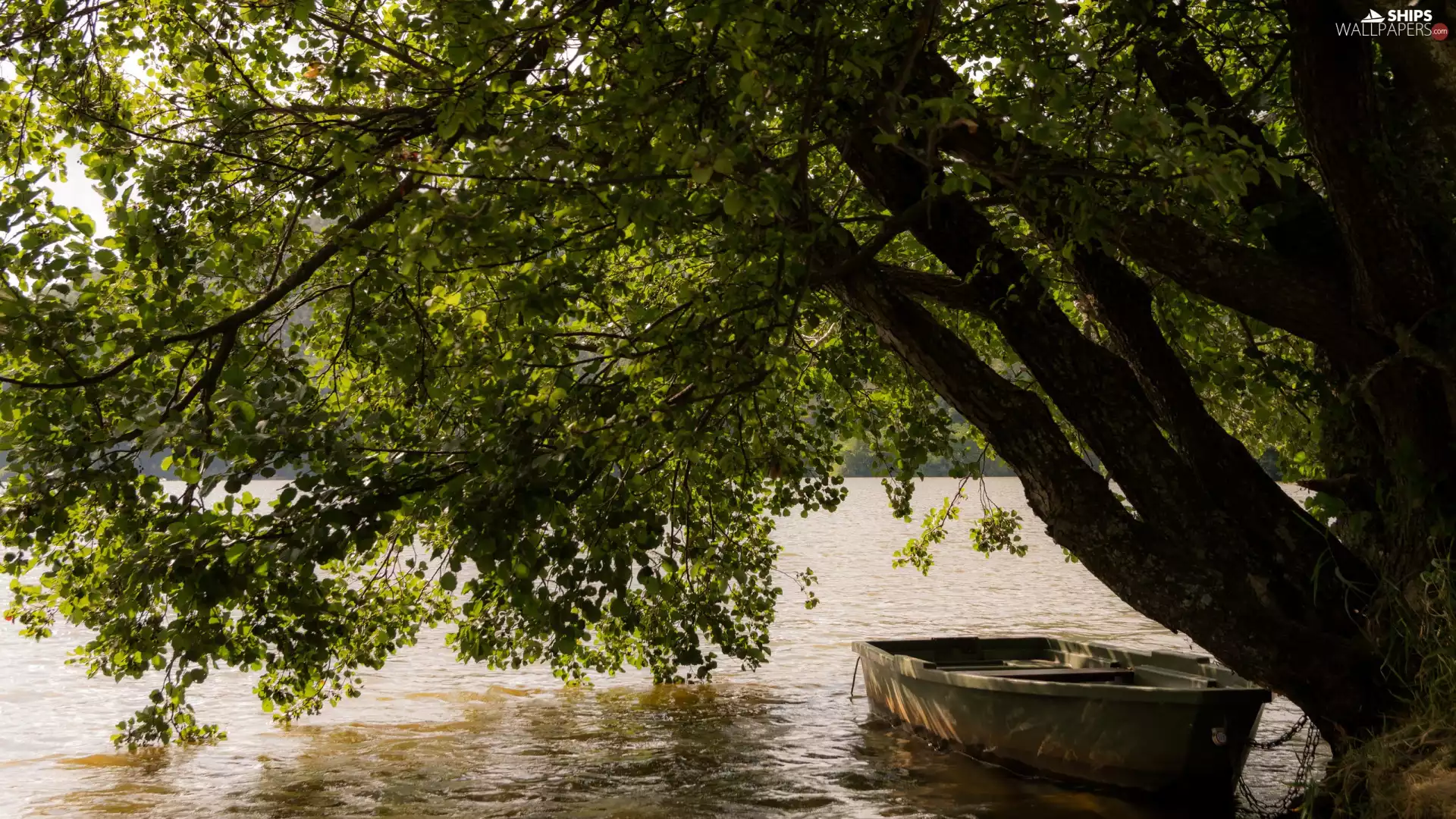 lake, branch pics, Boat, trees