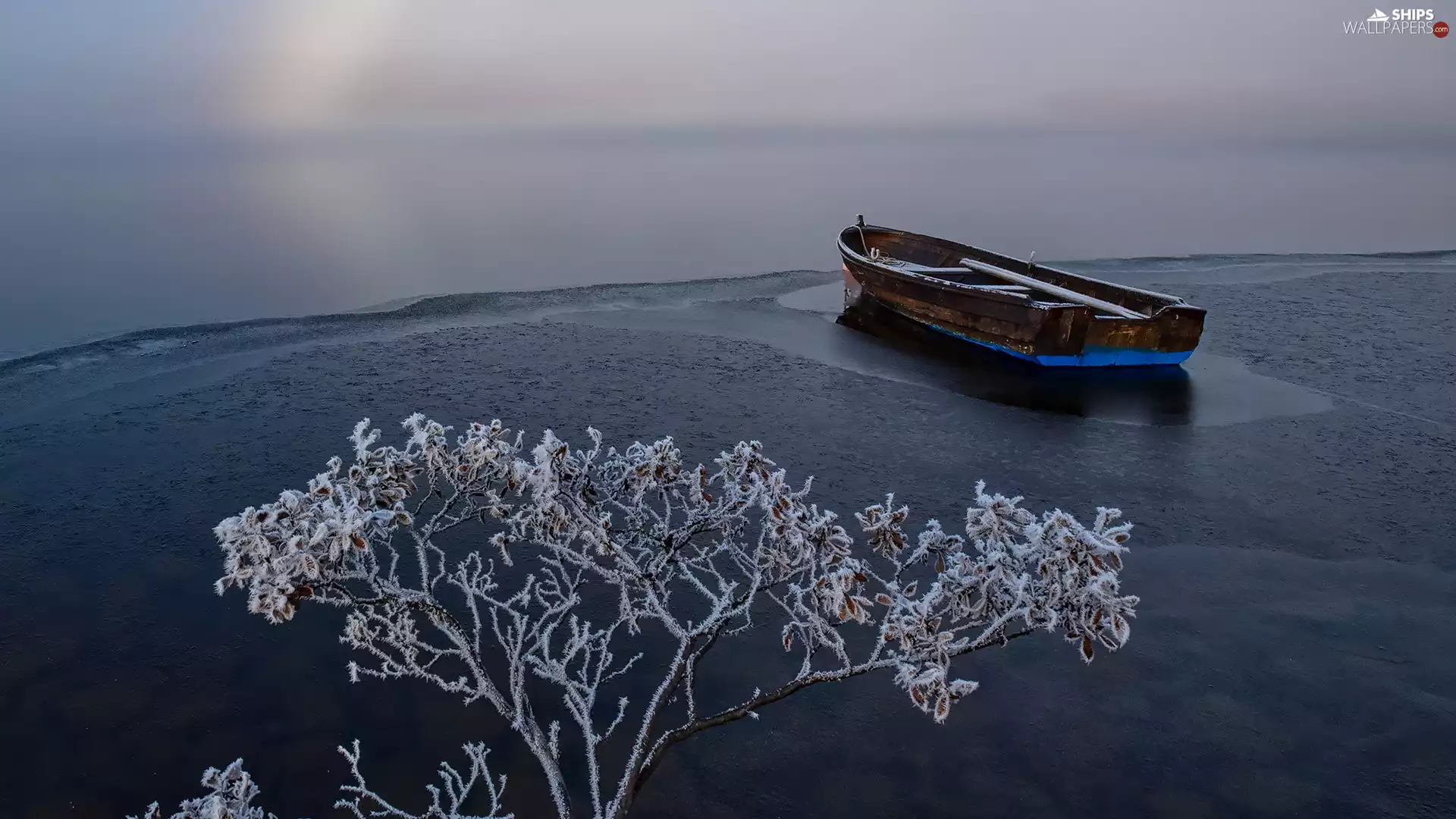 Snowy, branch pics, coast, Boat, lake