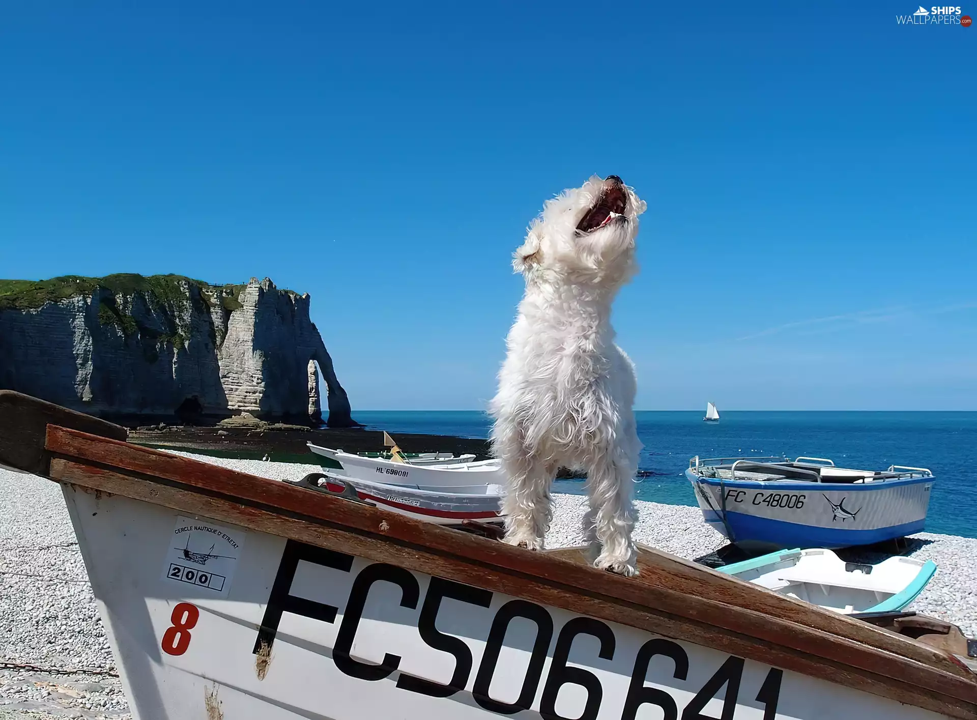 White, boats, sea, doggy