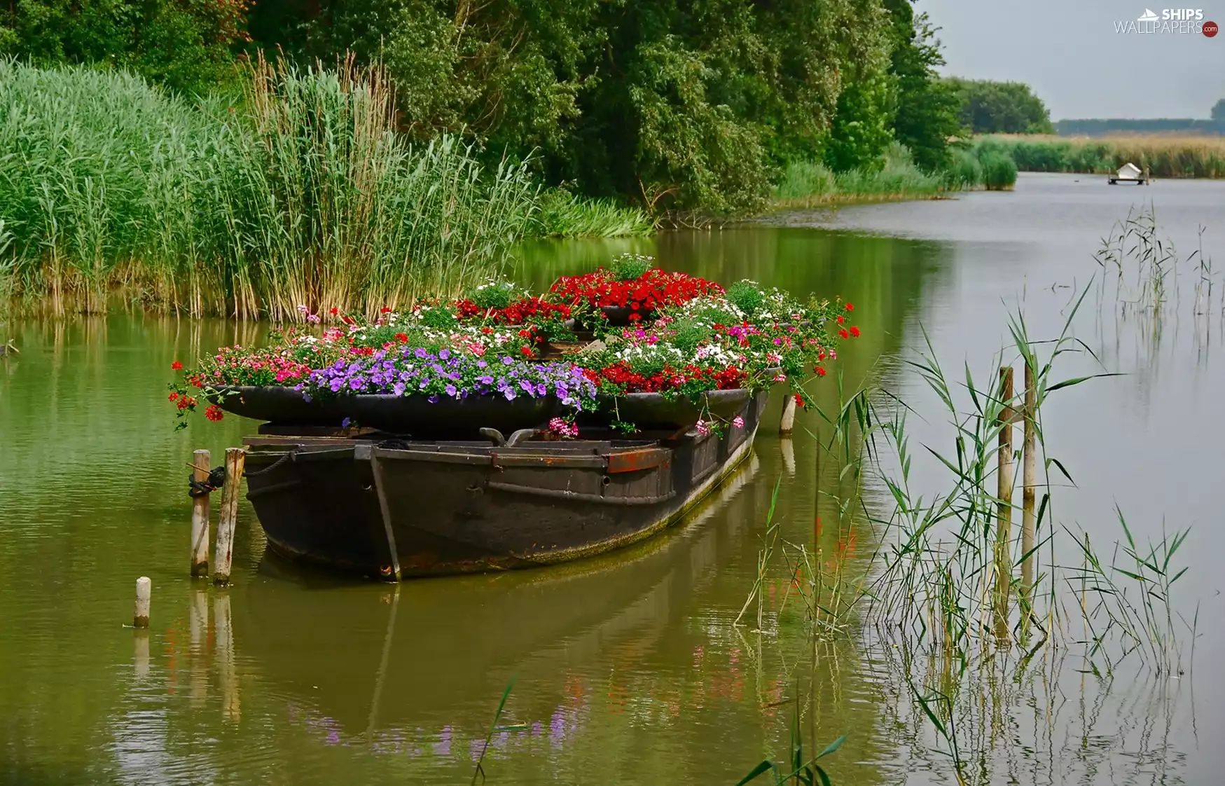 Flowers, lake, Boat