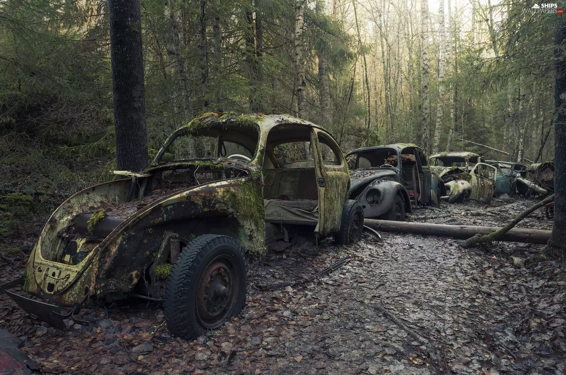 wrecks, forest, Abandoned, cars, old