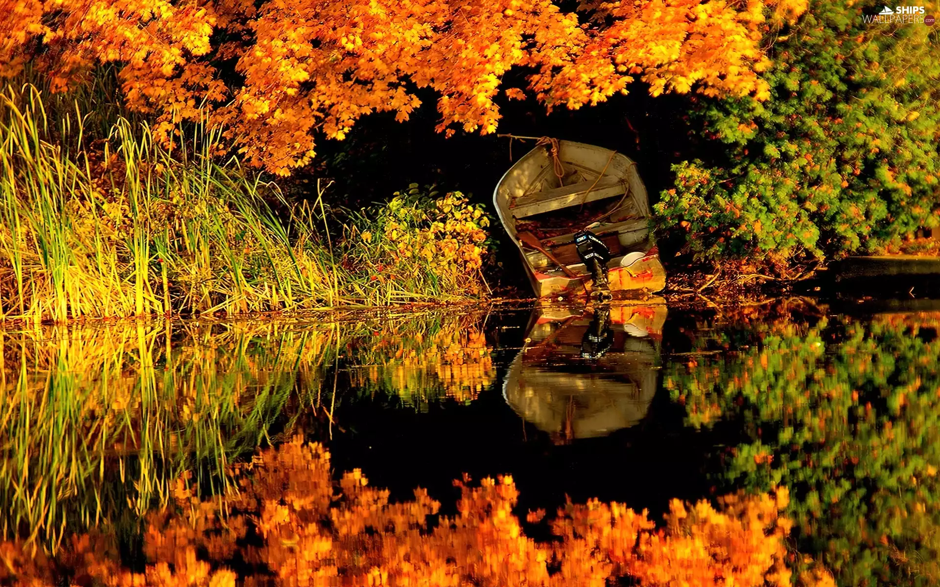 an, moored, lakes, forest, shore, Boat