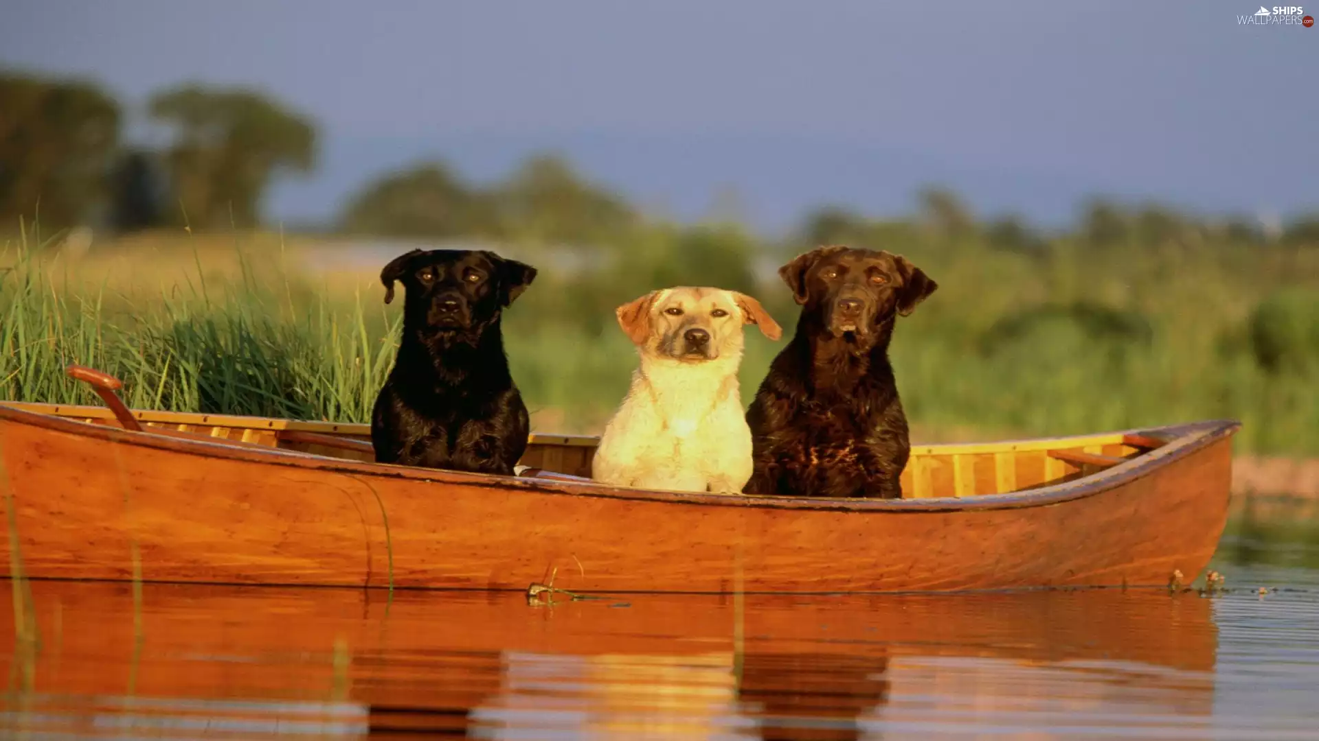 an, Three, lake, grass, boat, Dogs