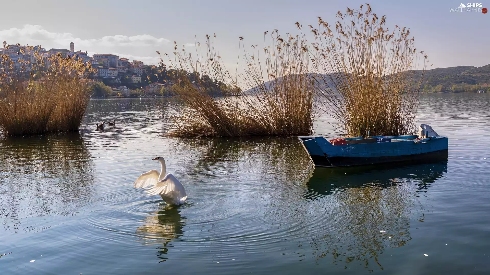 grass, rushes, Boat, high, lake, Blue, Swans