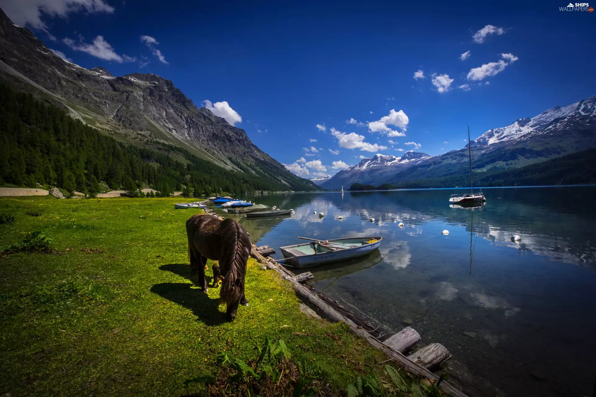 Meadow, Sils Lake, Yacht, Mountains, Switzerland, boats, Horse