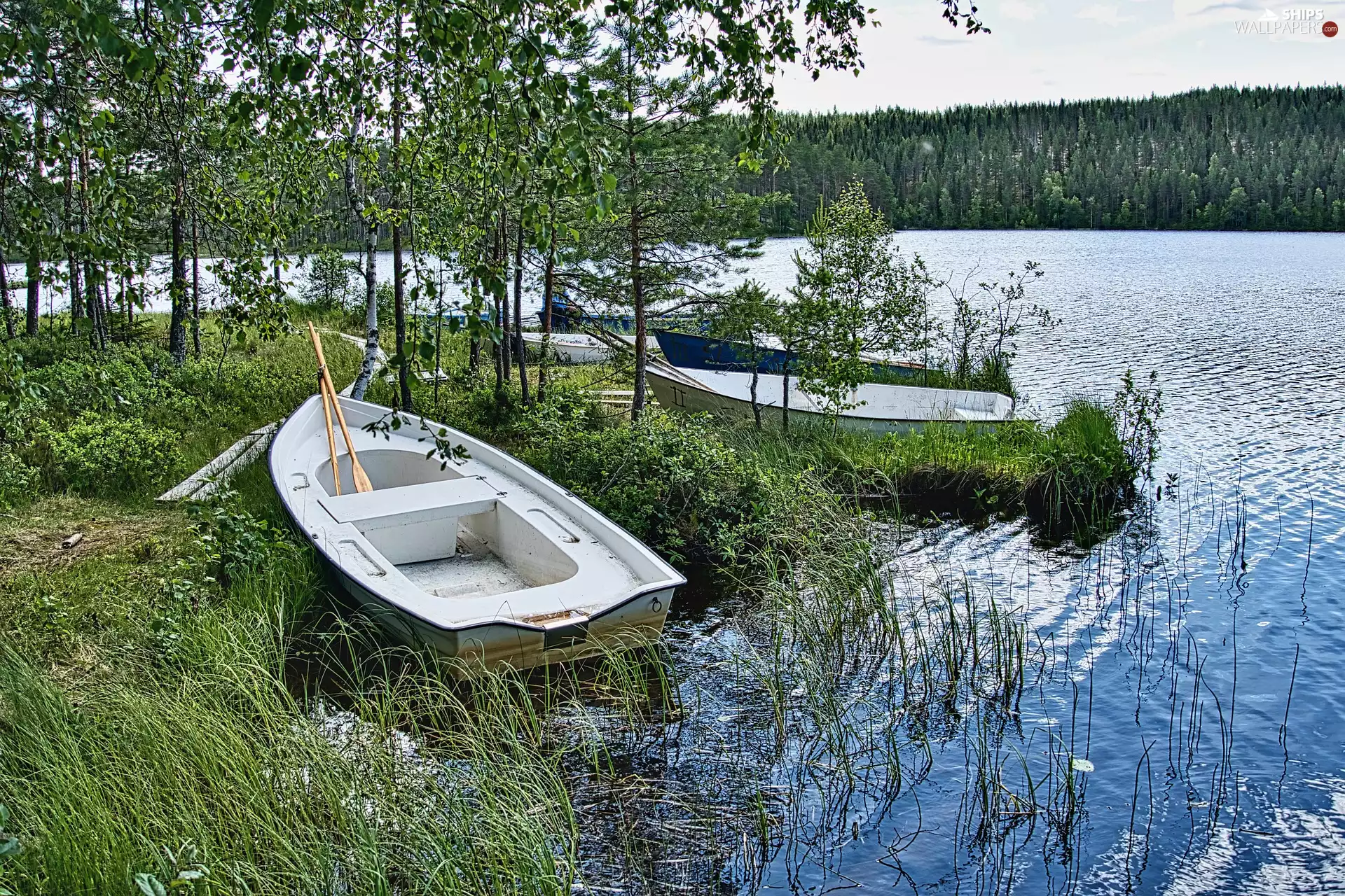 viewes, lake, rushes, trees, boats