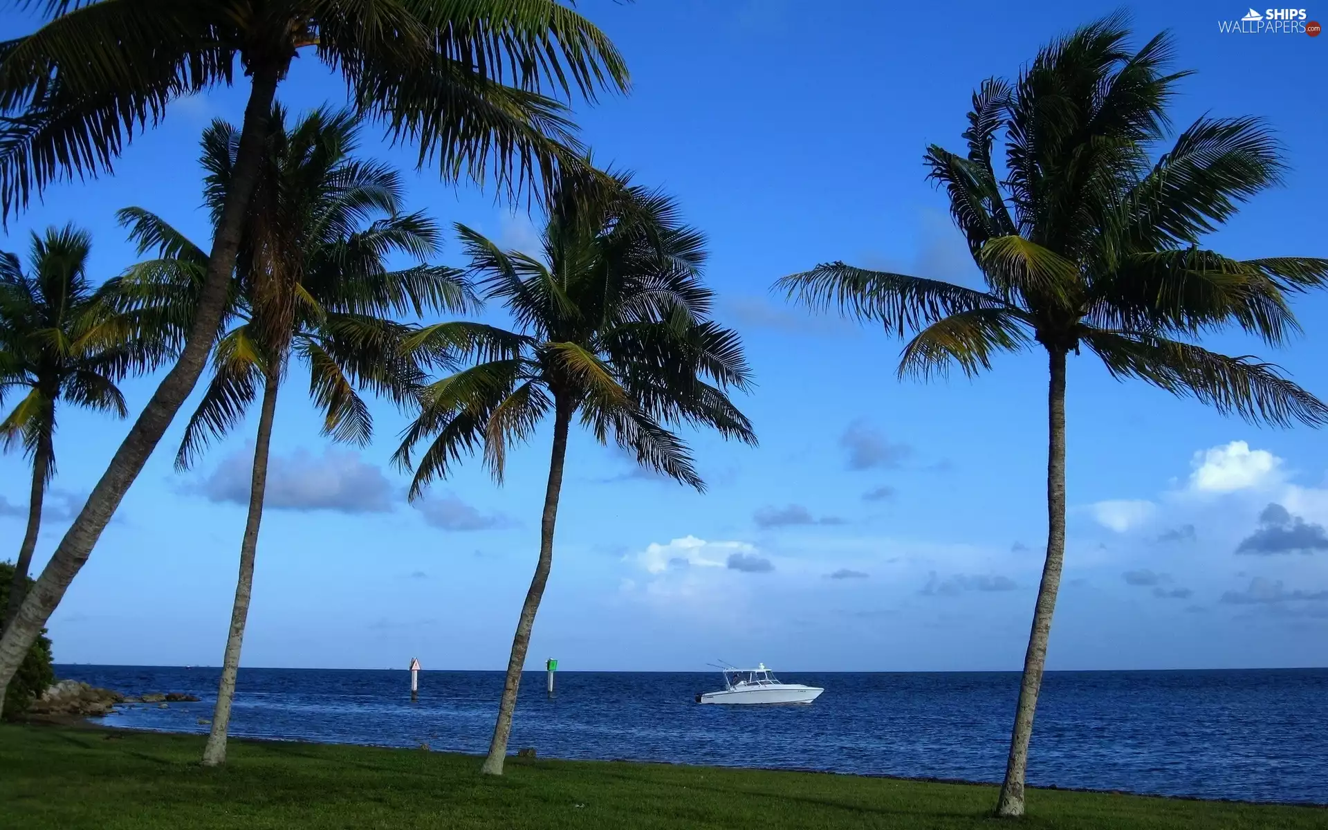Motor boat, sea, Palms