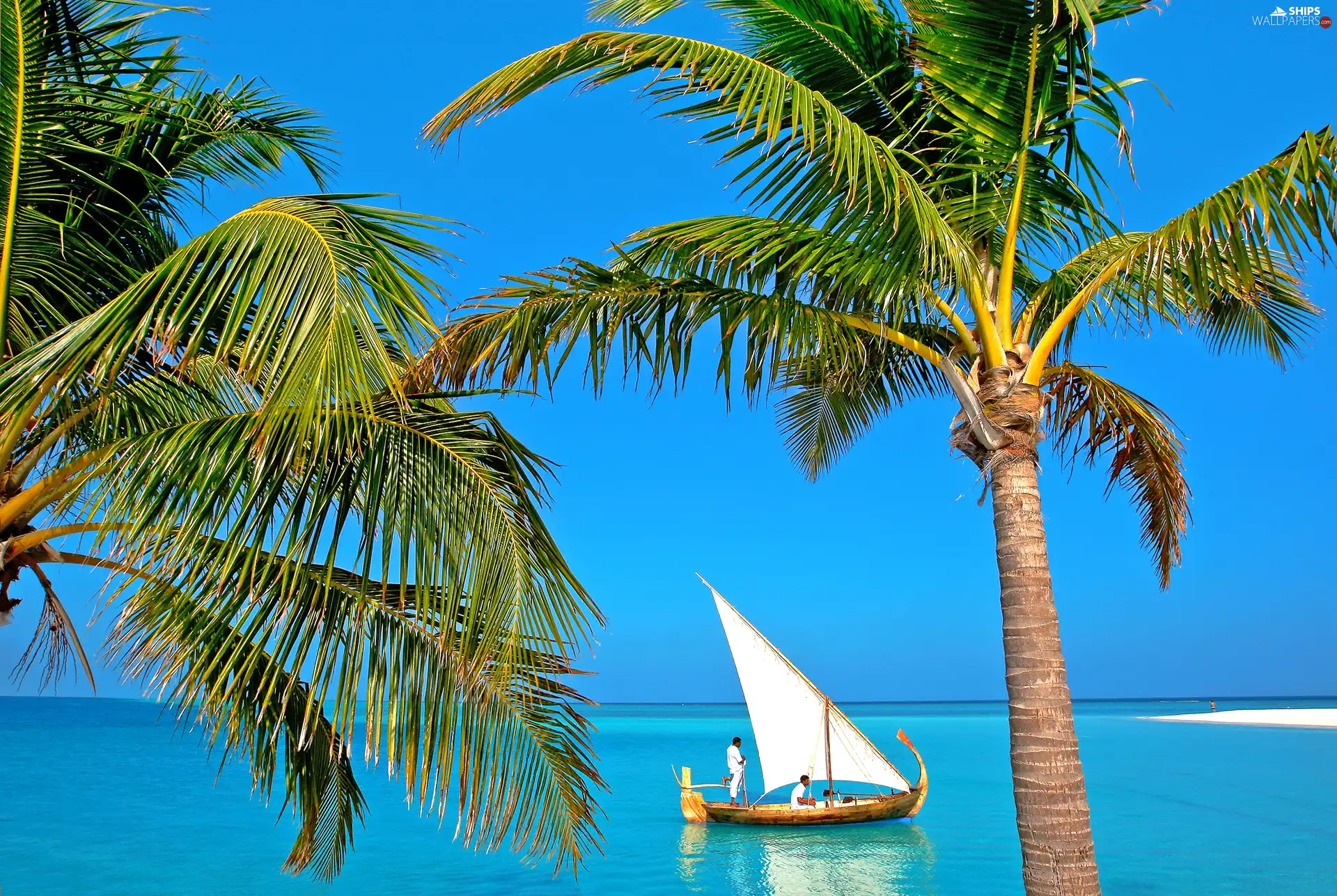Palms, Boat, sea