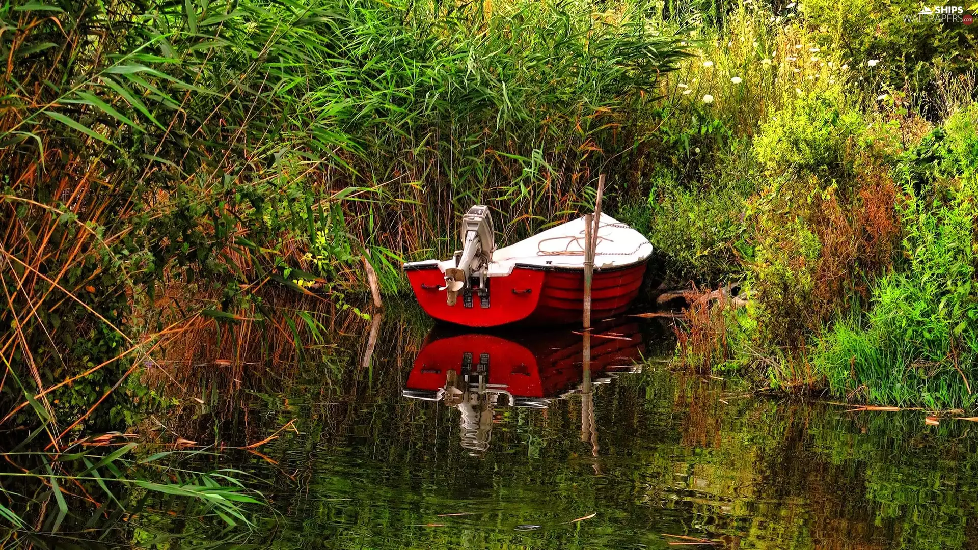 Plants, Boat, lake