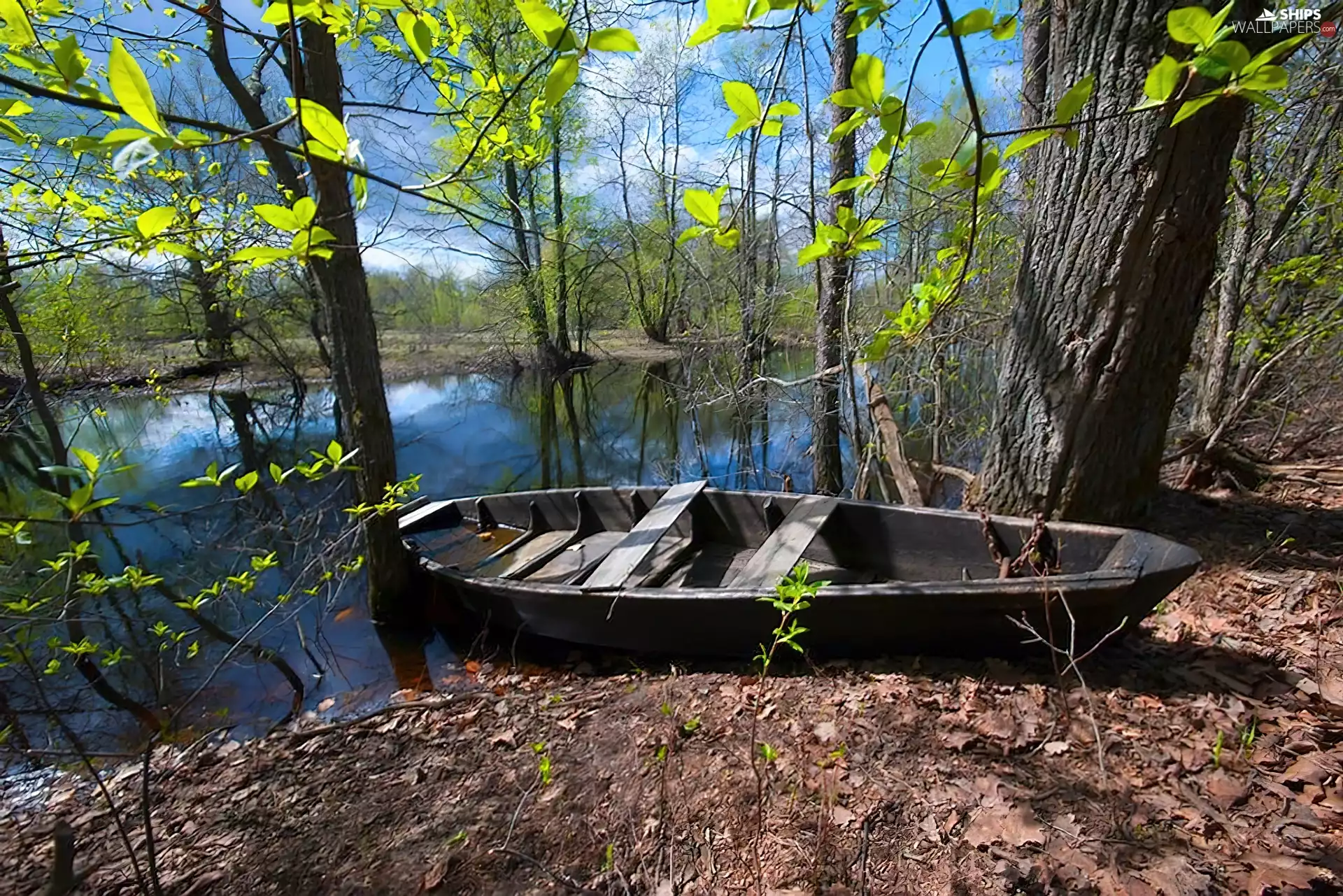 forest, bath-tub, River