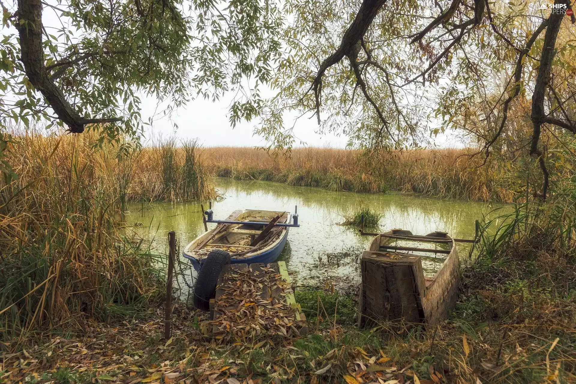 rushes, trees, viewes, viewes, trees, boats, Pond - car, autumn