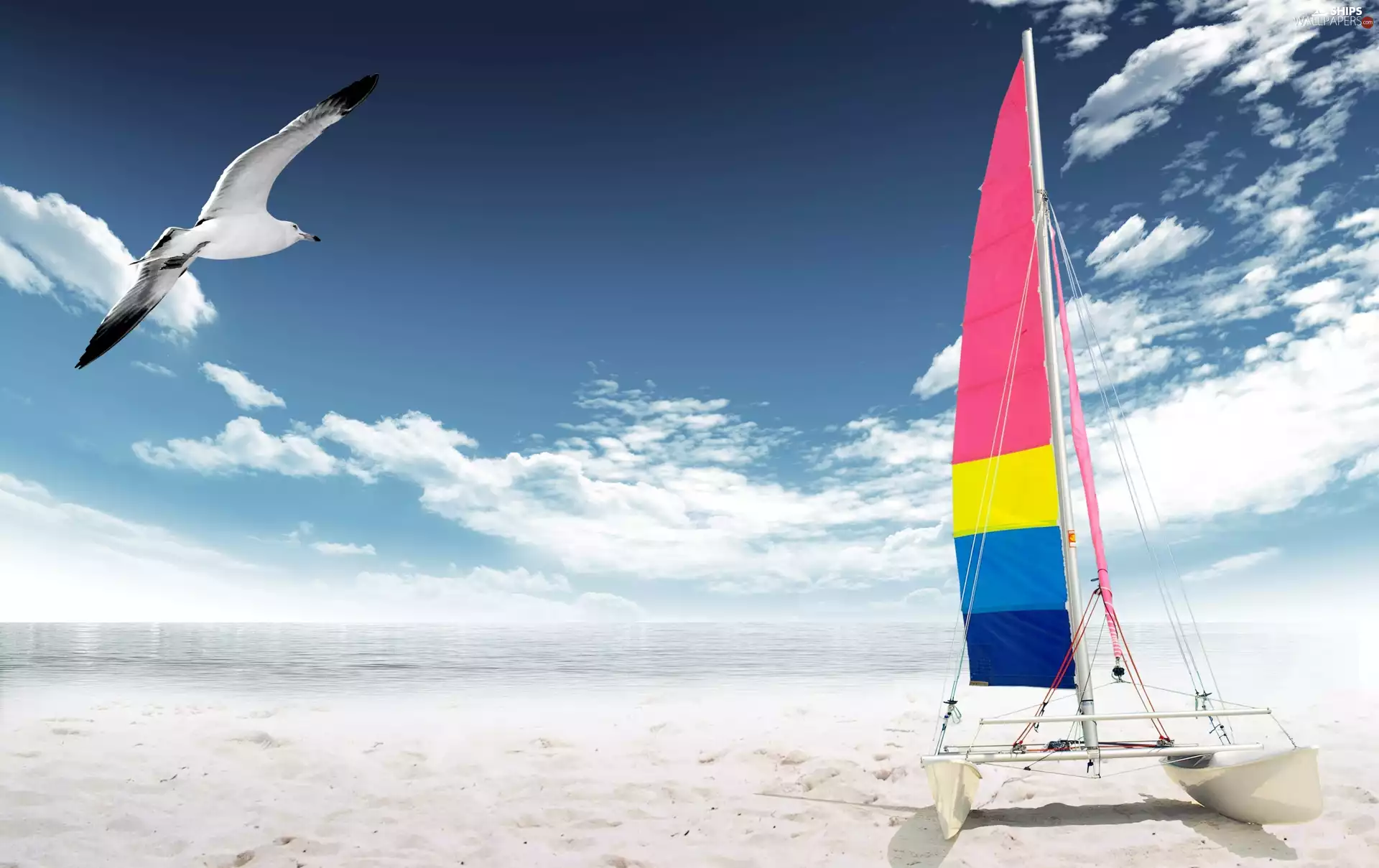 Beaches, Catamaran, summer, seagull