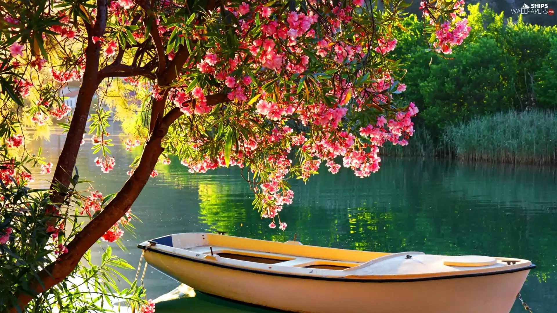 flourishing, lake, viewes, Spring, trees, Boat