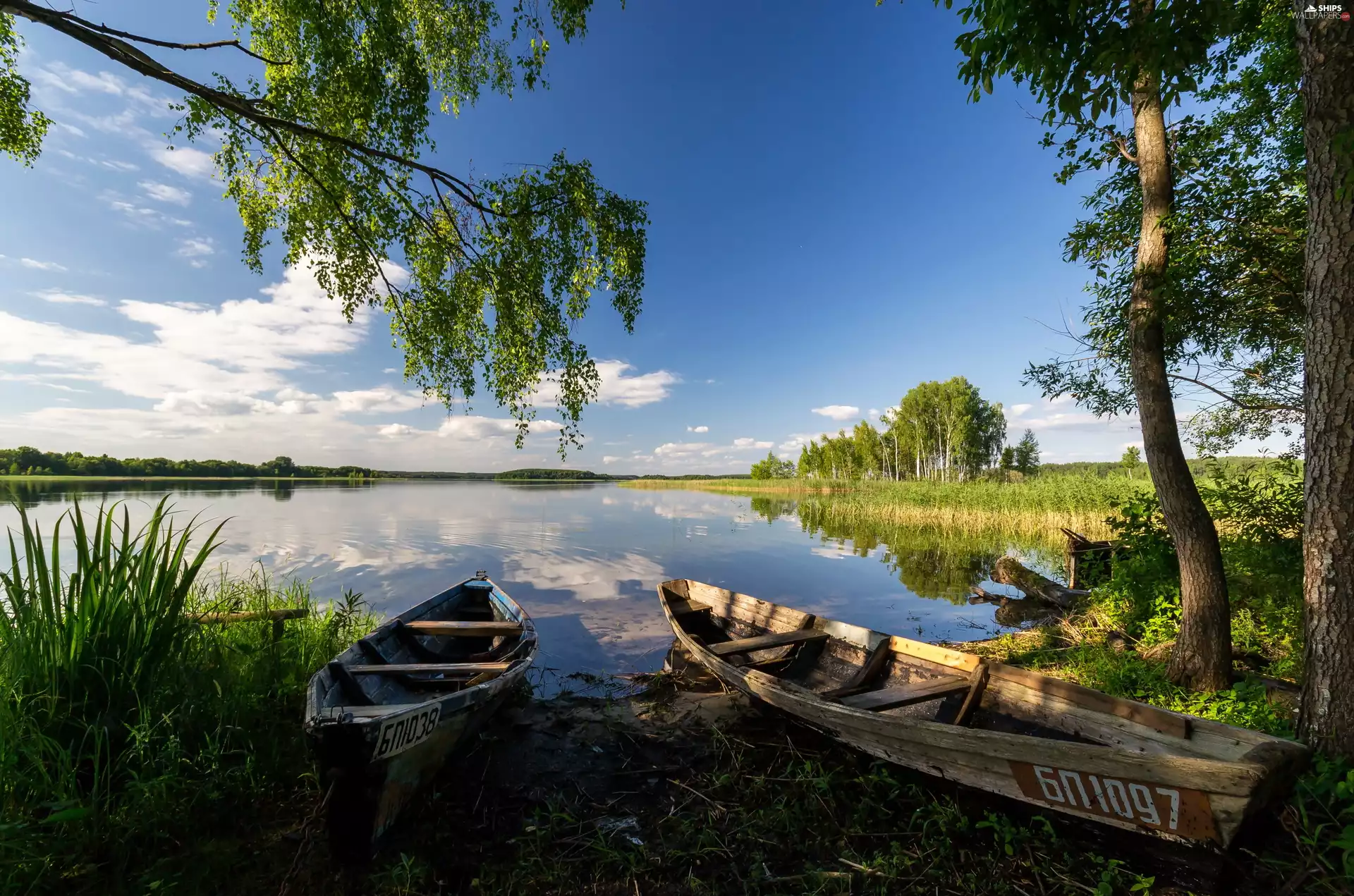 boats, Belarus, viewes, summer, trees, River