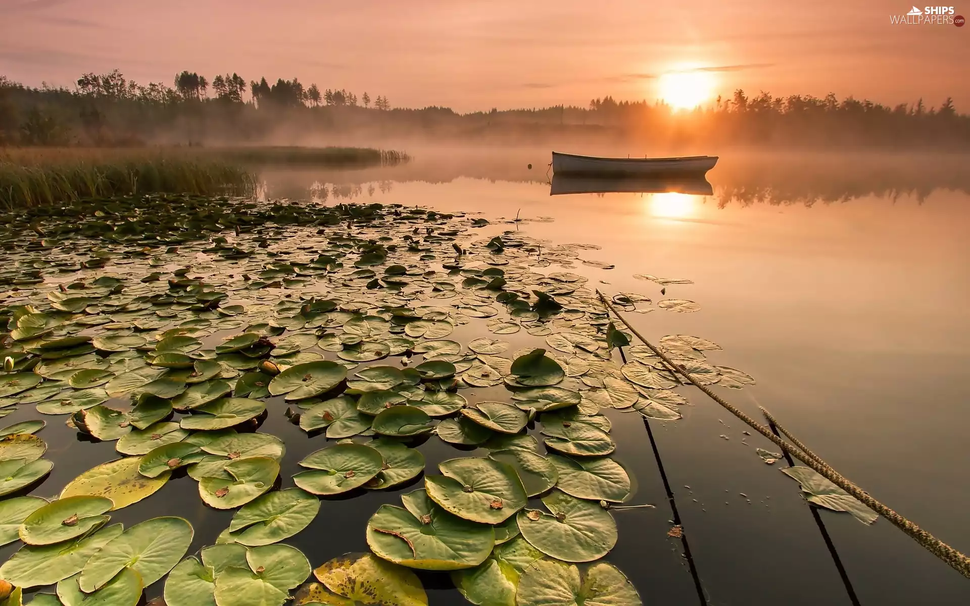 Boat, east, lilies, sun, lake, Fog, water
