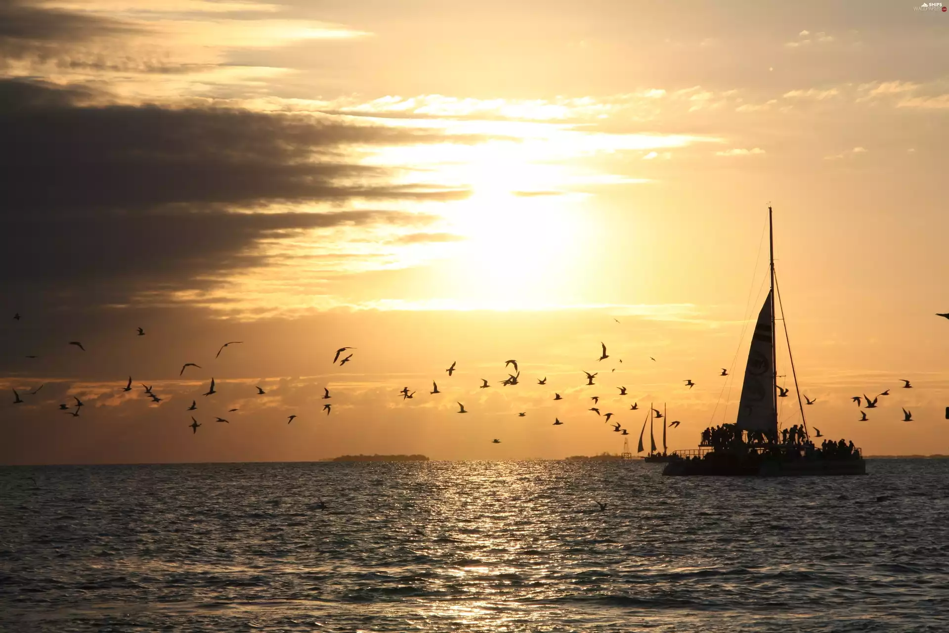 west, sea, birds, sun