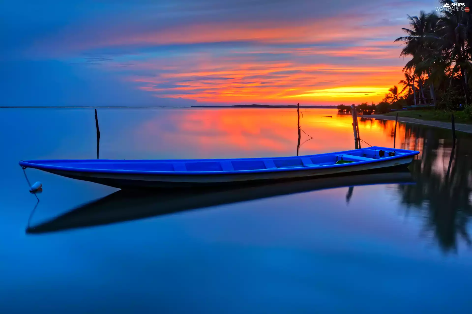 Palms, sea, sun, Tropical, west, Lodz