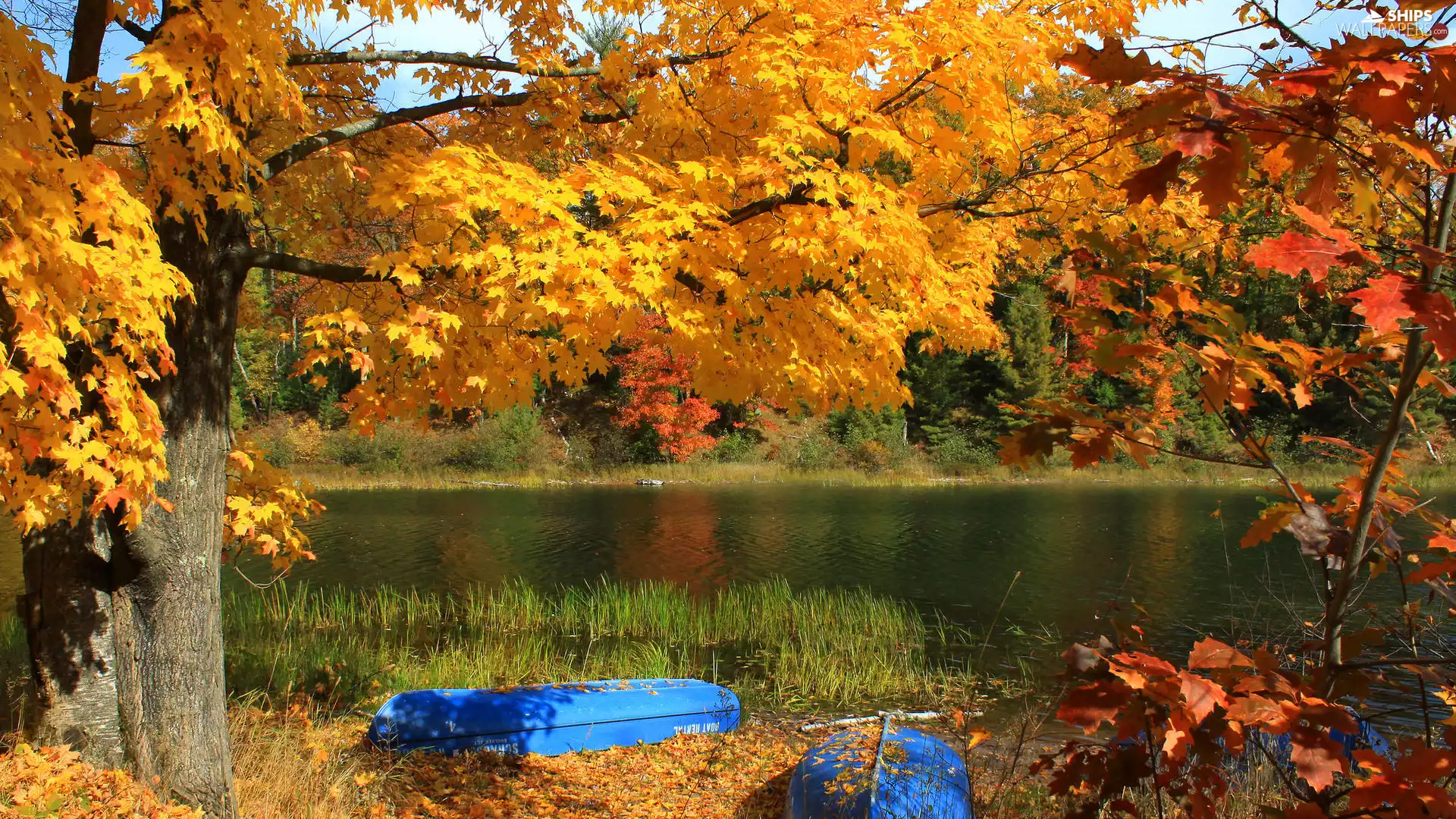 trees, viewes, lake, boats, autumn