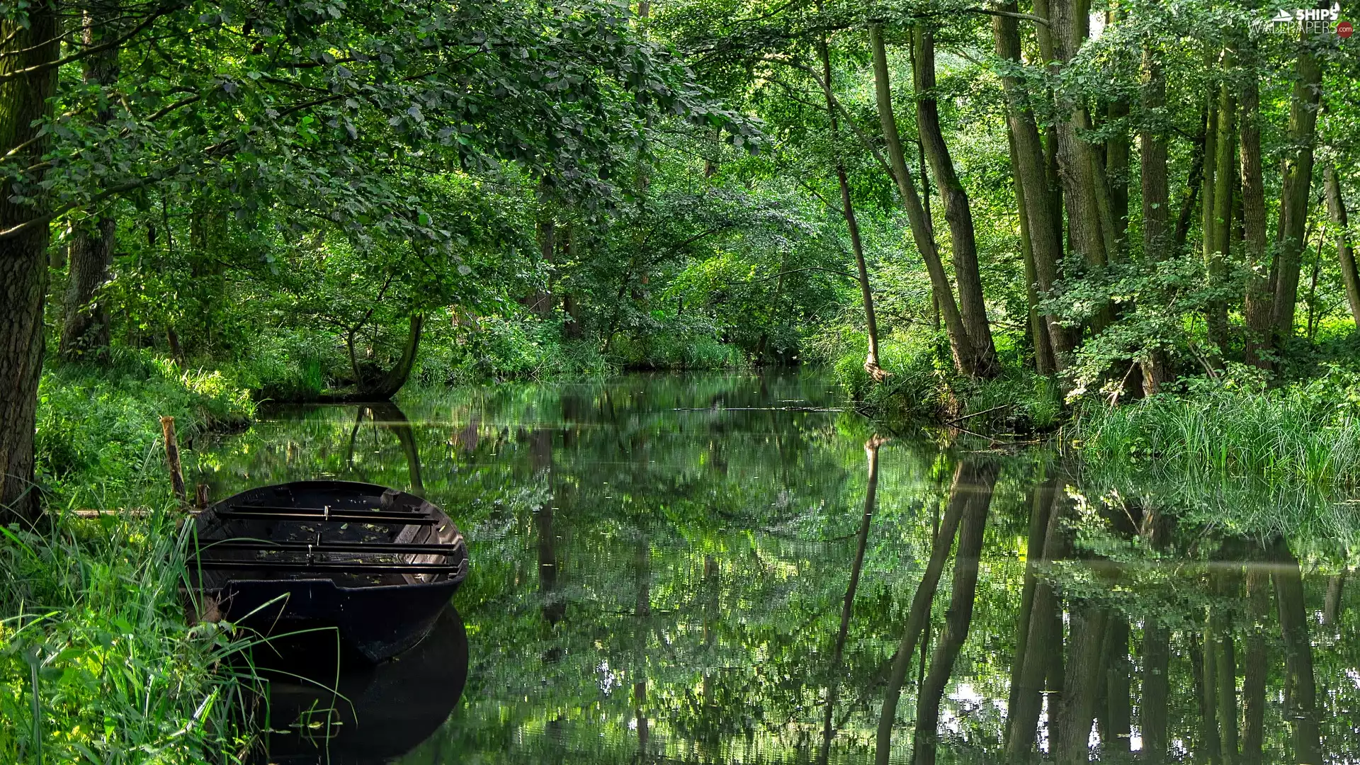 trees, viewes, River, forest, Boat
