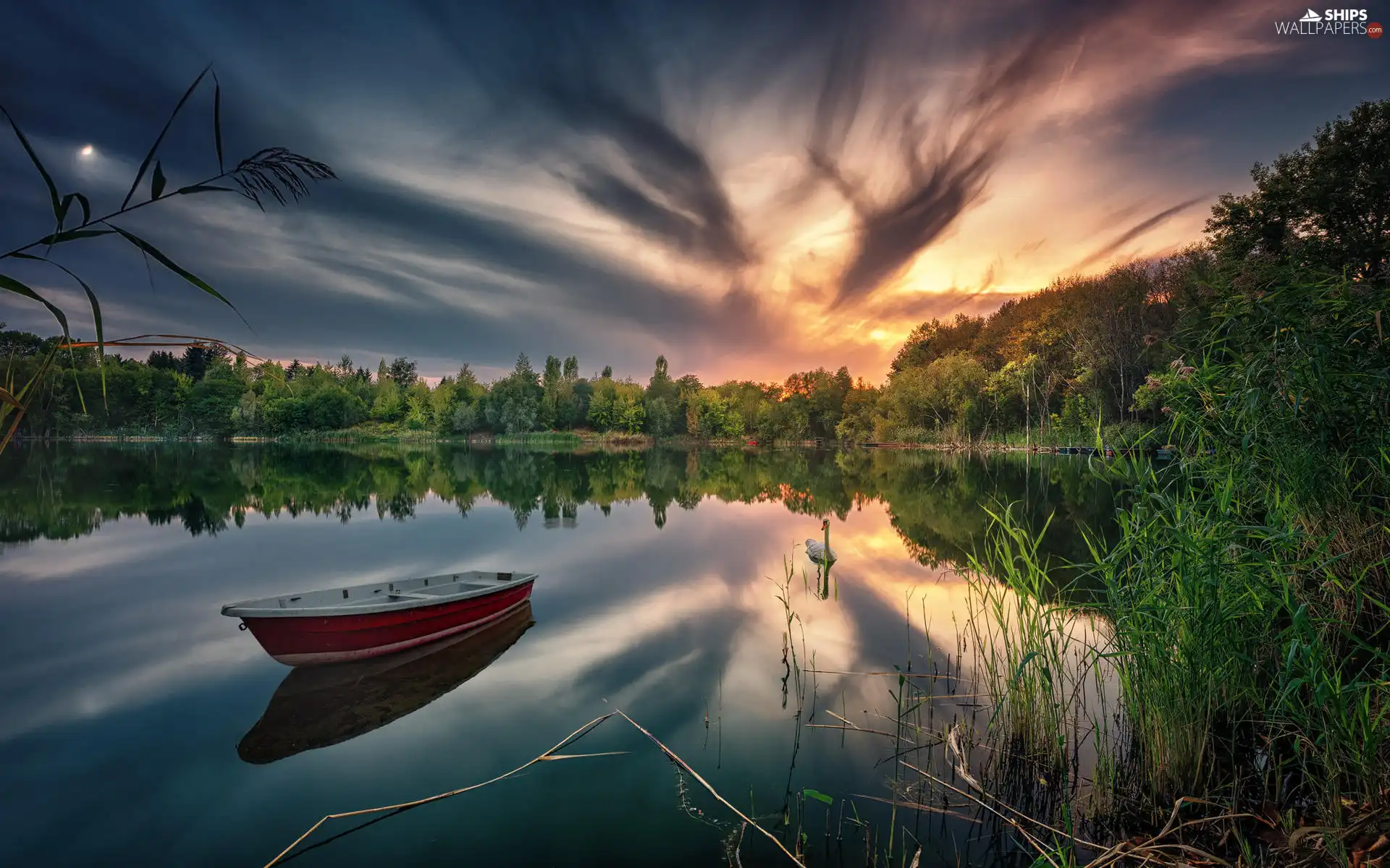 Swans, grass, Sunrise, trees, clouds, Boat, lake, viewes
