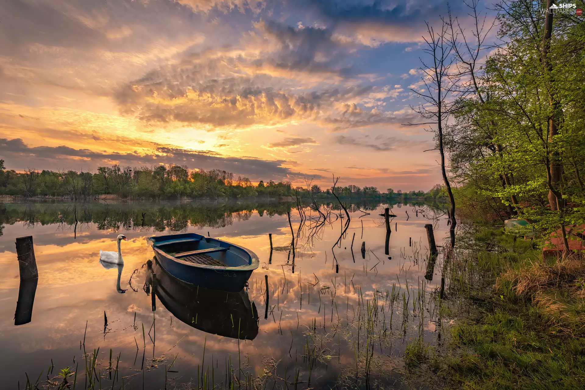 Swans, lake, trees, Boat, Great Sunsets, rushes, viewes