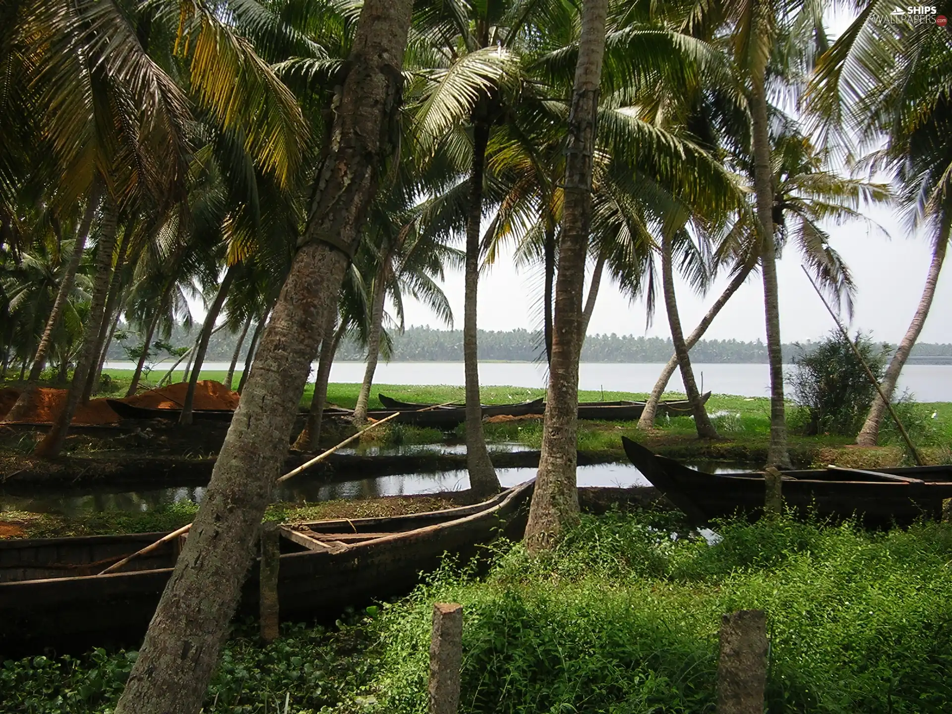boats, grass, water, Palms