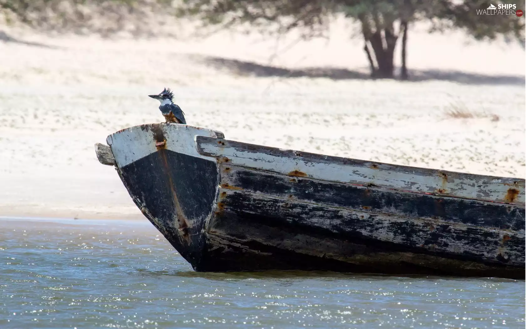 Bird, wreck, bath-tub, sea