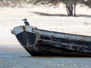 Bird, wreck, bath-tub, sea